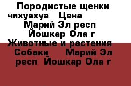 Породистые щенки чихуахуа › Цена ­ 10 000 - Марий Эл респ., Йошкар-Ола г. Животные и растения » Собаки   . Марий Эл респ.,Йошкар-Ола г.